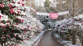 4천만 송이 애기동백꽃의 향연~신안 ‘섬 겨울꽃 축제’ 19일 개막