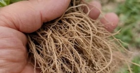 쓸모없다면서 보이는 족족 뽑아 버렸는데, 이젠 돈 주고도 사 가는 식재료