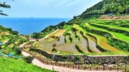 108층 계단식 논이 바다로 흐르는 진풍경…CNN이 극찬한 한국 마을