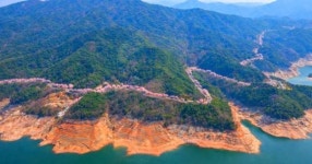 약 40km 이어진다... 하동 벚꽃길보다 무려 10배 길다는 벚꽃 터널 정체
