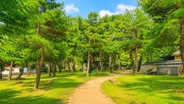 세월이 나무껍질에 그대로… 경주 여행 가면 꼭 들러야 할 뜻밖의 숲길