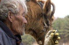 워낭소리 할아버지 별세 삶의 동반자였던 누렁이도 함께 하늘로