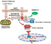[임성규의 라이트 테라피] 생체에너지 대사를 활성화시키는 빛의 원리
