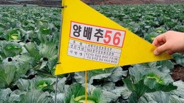[르포] 제주서 4개월째 드론만 날린 이유는 ‘농업 AI’