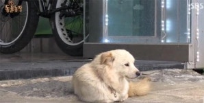 반려견 펫팸족 늘지만 애견보험은...할말 많개