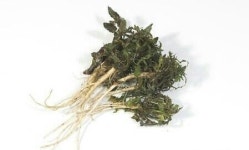 봄나물의 제왕 냉이, 봄의 전령사 노루귀