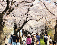 [포토뉴스] 3년 만에 벚꽃길 완전 개방... 사람 반 벚꽃 반