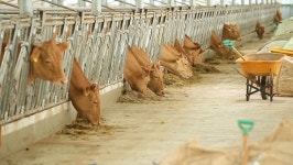 자가 사료로 사육 기간 줄이니 한우농가 웃었다