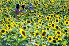 [포토뉴스]해바라기 만개한 수원 탑동시민농장 꽃보다 사람