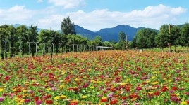 가평 자라섬 남도 꽃 정원 조성 4년 만에 첫 축제…20일 개막