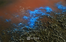 [포토뉴스] 반짝 반짝 바다의 반딧불...야광충