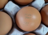 살충제 초과검출 ‘맑은계란’ 전량 회수! 달걀표면 표시 바뀐다
