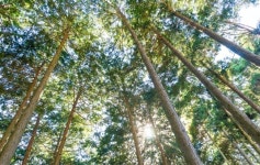 편백찜, 맛만큼 건강에도 좋을까?