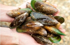 관절 건강이 걱정된다면 ‘초록입홍합’을 눈여겨보자