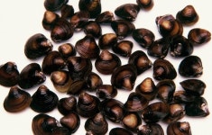 재첩국, 재첩회로 입맛 좀 살려볼까