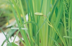 6월 25일 단오, 창포 물에 머리 감던 이유는?