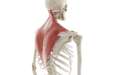 “승모근이 커 보이는 이유는 오히려 승모근이 약하기 때문” [인터뷰]