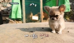 산체 없는 ‘삼시세끼’ 감히 상상할 수 있나요?