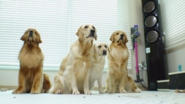 동물농장 리트리버 4견 4색 아.조.노.비, 백운사 똥순이, 불암산 누렁이 똘이 사연 소개