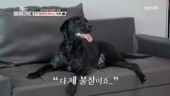 '개훌륭' 정곡 찌른 강형욱, 당신은 개주인인가 보호자인가