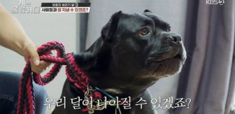 '개훌륭' 촬영팀 공포 빠뜨린 맹견과 거친 보호자, 그리고 강형욱