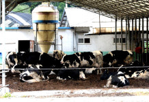 ［DMZ 동서횡단, 냉전을 넘어 희망을 보다］경기 연천 석장리 마을