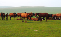 [전쟁과 음식]  元 축출, 완벽한 팀워크 살린 ‘中 추석 음식’