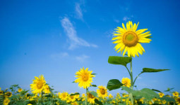 태양열 양 따라… 계절풍도 솔솔… ‘사철 다른 옷’