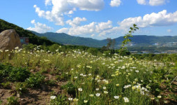 바람 따라 걷는 야생 숲… 초록, 원시로 물들다
