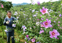 폭염 속에서 활짝 핀 나라꽃 무궁화