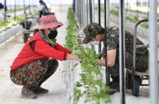 [육군15사단] 일손 부족 농가, 군 장병 지원에 웃었다