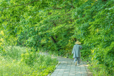 여름에 물들고… 향기에 취하고…