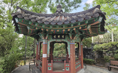 굴종의 역사 잊지 말라는 듯… 묵묵히 선 백송의 자목