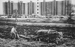 소가 밭갈던…여기는 강남