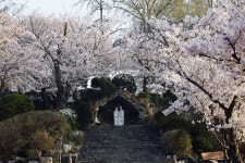 [순례, 걷고 기도하고] 대전교구 공세리성지성당