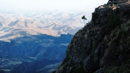 절벽 위의 나무 하나