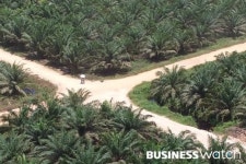  LG상사, 팜오일 사업 배로 확대…인니 농장 2곳 인수 
