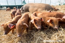  [신년포토]우리는 정말 행복한 돼지 유∼ 
