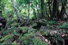 일부 업무 행정시 이관