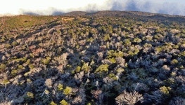 구상나무 살리기 정부도 힘 모은다