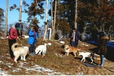 제주대 천연기념물 진돗개·삽살개 연구