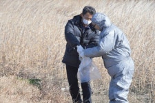 하도 철새도래지서 오리·갈매기 죽은 채 발견