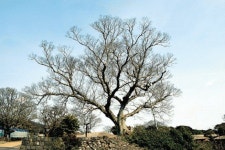 성읍 수령 1000년 느티나무 영구보존