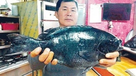 [낚시! 바다맛, 손맛]표선 해안도로서 대물 벵에돔에 짜릿~