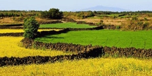 제주밭담 세계중요농업유산 지정 등재