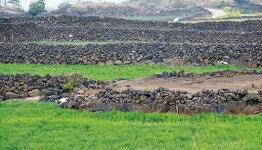 서서히 사라지던 밭담의 가치 일깨우다