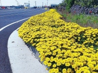 우리마을 꽃 향기로 넘쳐나요