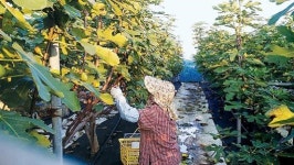 무화과 수확 한창…농가 소득 짭짤