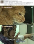 동물농장 배다해, 거짓 입양 논란 거세지자 현 보호자 해명 고양이 상태 나빠져…