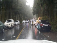 사려니숲길 비자림로 주차난 심각